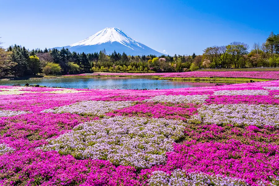 富士本栖湖リゾート（芝桜まつり）