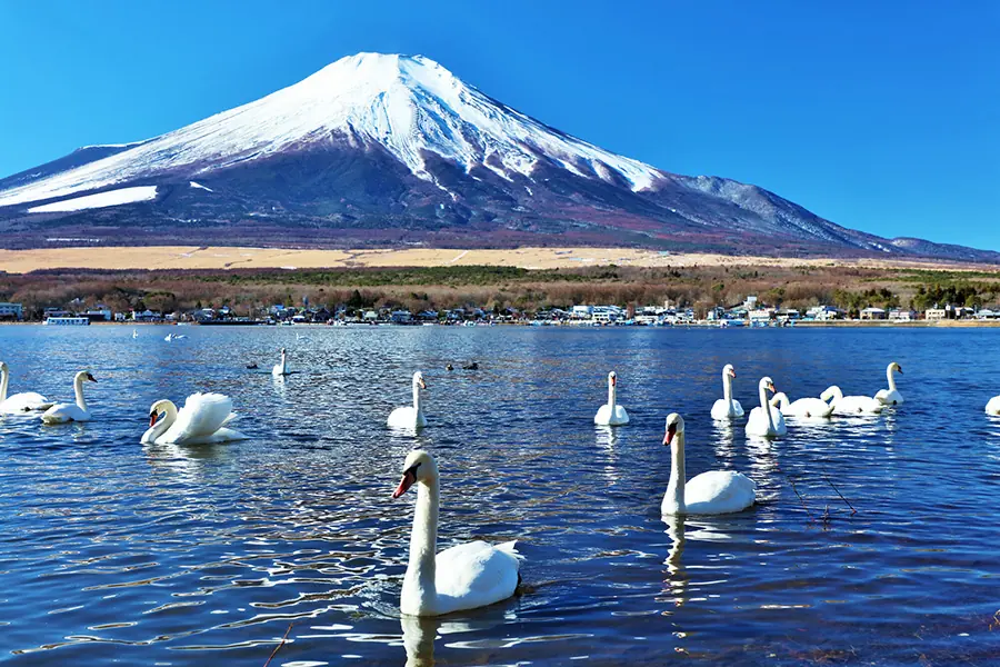 山中湖の白鳥